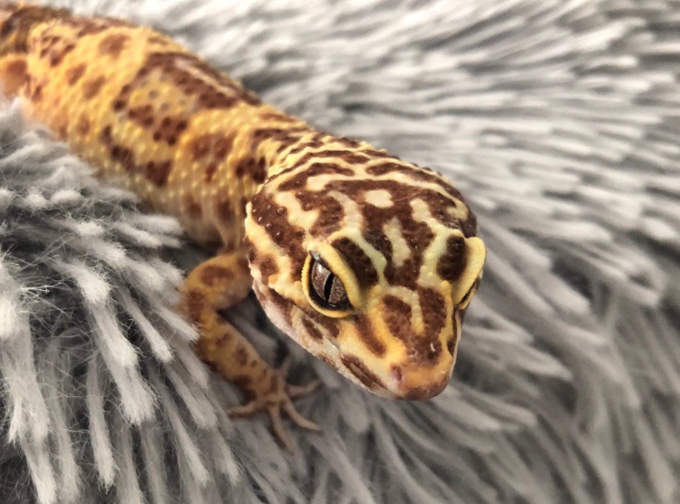 A tail about geckos: Kelly runs reptile rescue business