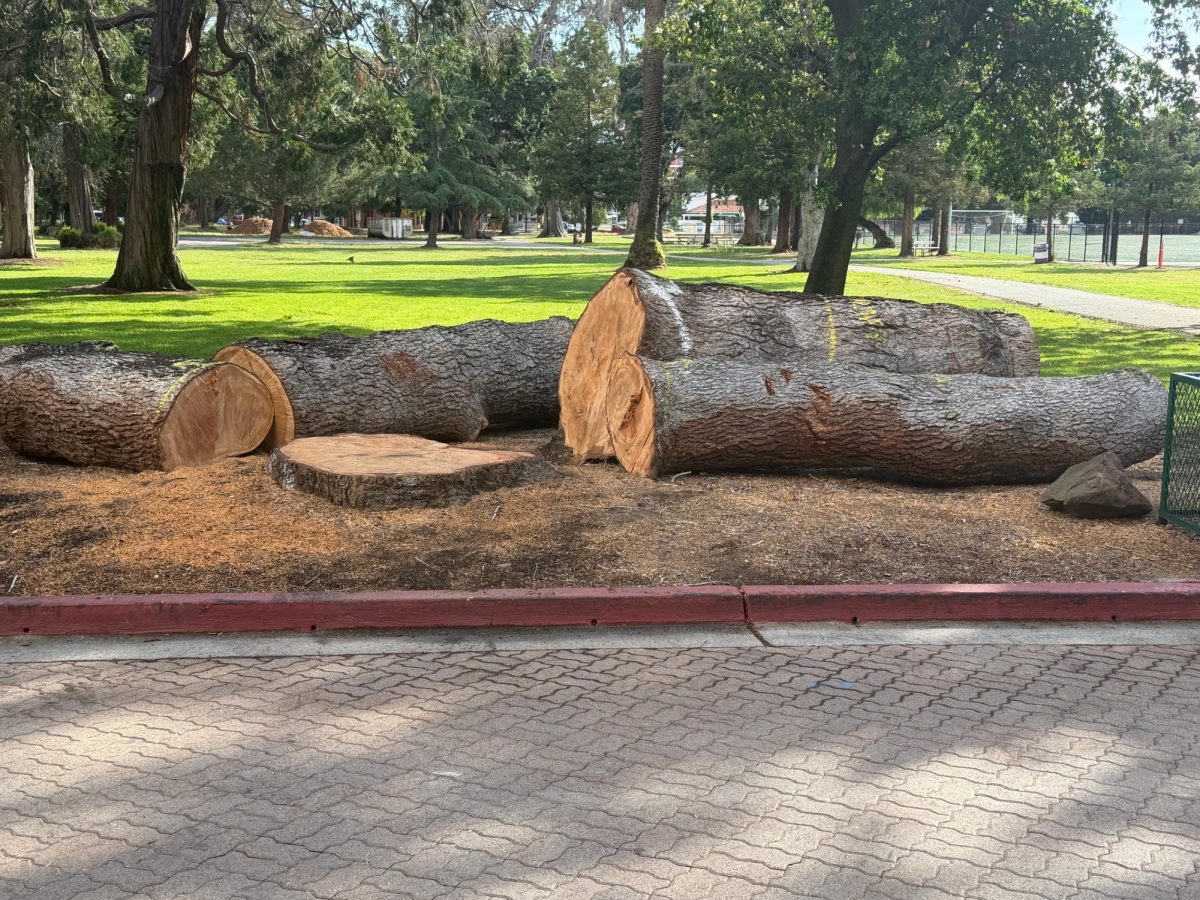 Sequoia's atlas cedar cut down